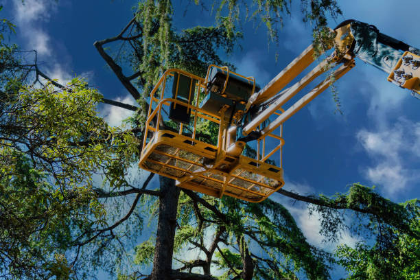 How Our Tree Care Process Works  in  Valhalla, NY